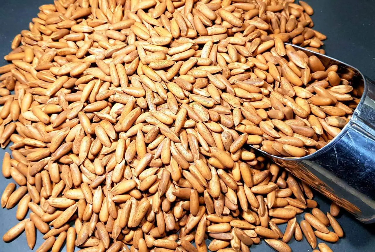 Best Chilgoza Price in Pakistan